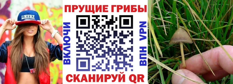 Псилоцибиновые грибы ЛСД  как найти закладки  Талица 